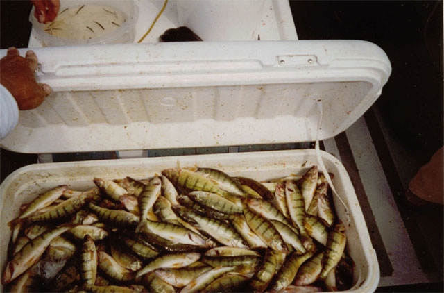 Cooler Full of Yellow Perch