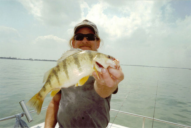 Lake Erie Yellow Perch fishing frenzy