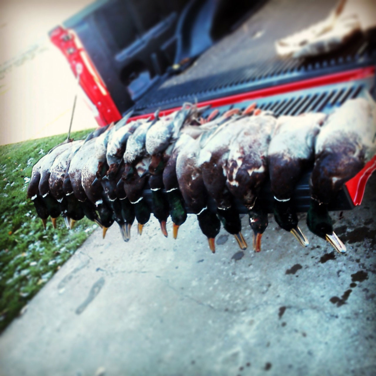 Northwest Ohio Duck Hunting With Captain Jerry Tucholski Northwest Ohio Duck Hunting With Captain Jerry Tucholski